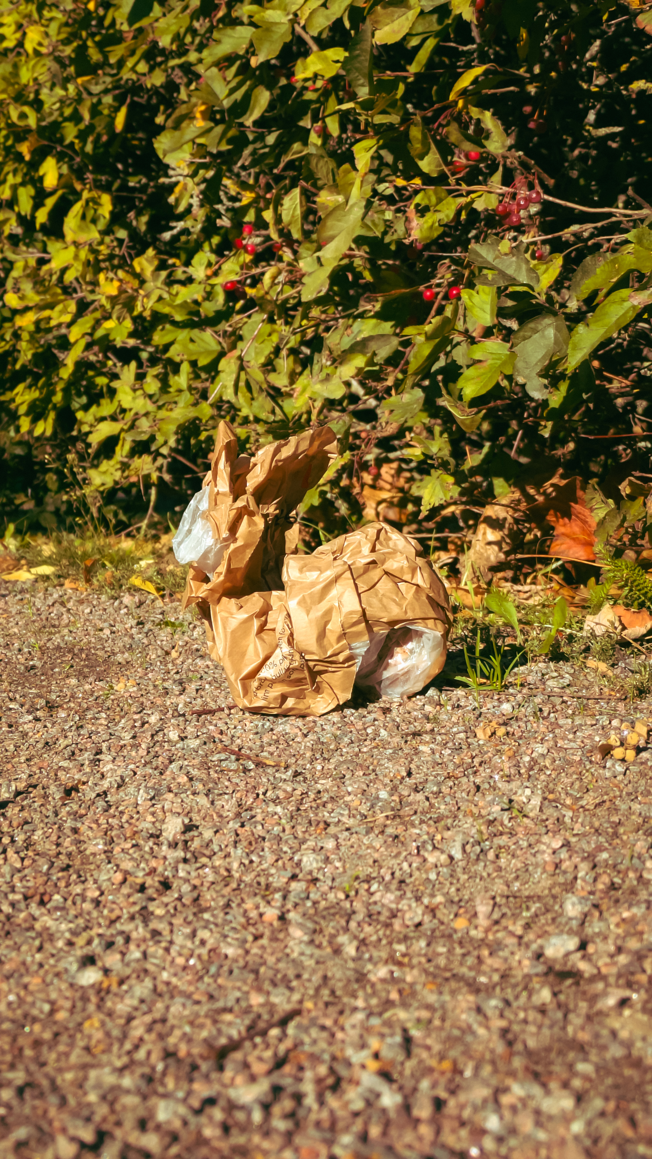 trash_rabbit
